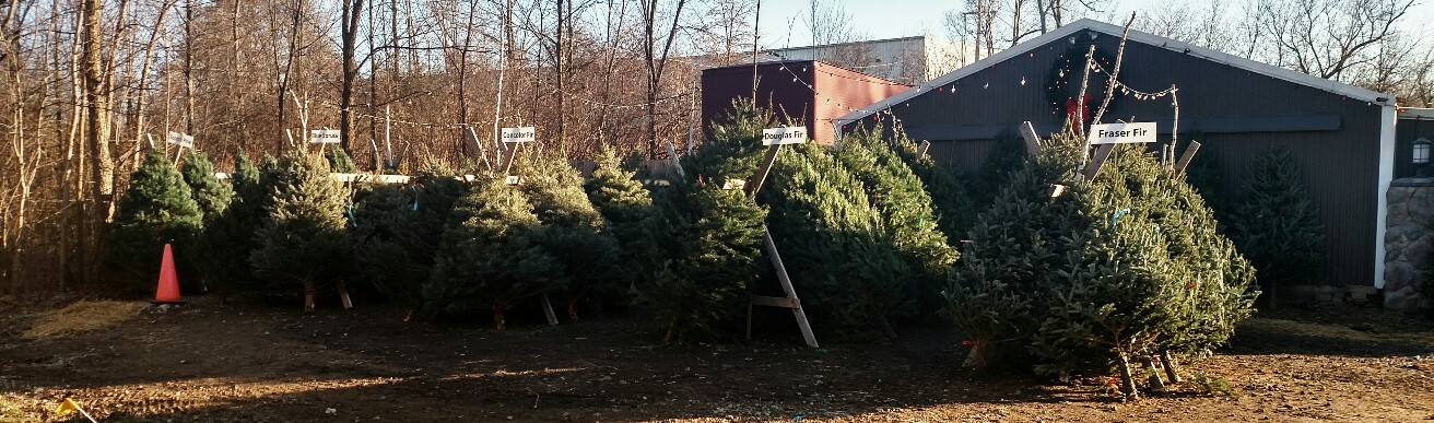 Tree Lot Setup