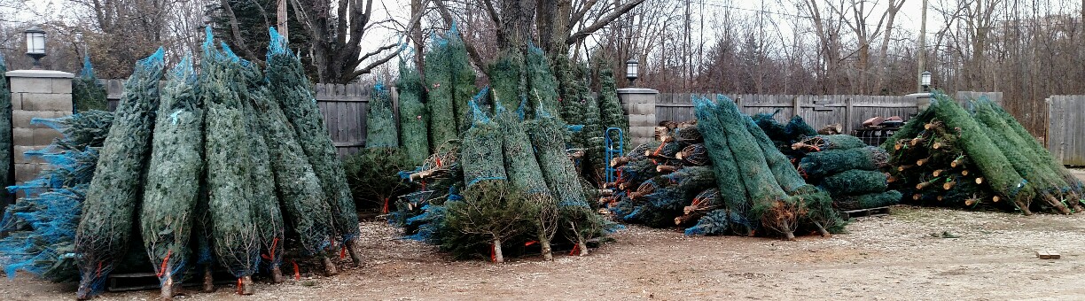 Tree Storage